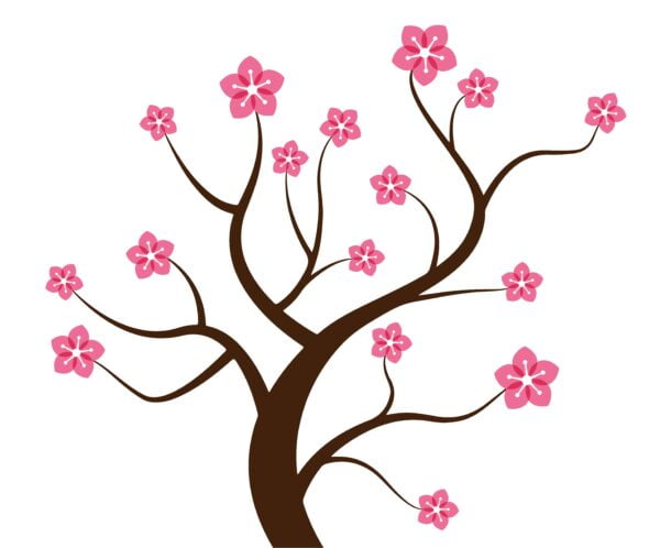 cherry blossoms tree vector