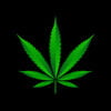 cannabis marijuana weed leaf vector illustraion