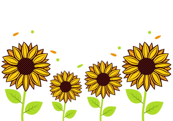 Hand drawn flat sunflower design background